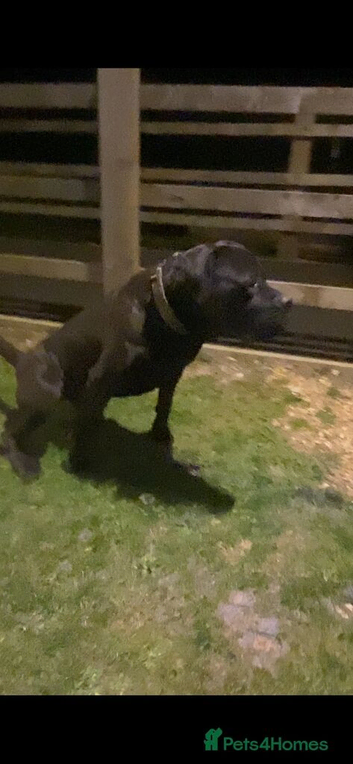 BEAUTIFUL CANE CORSO x BANDOG FEMALE PUPPY