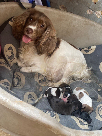 Cocker spaniel puppies