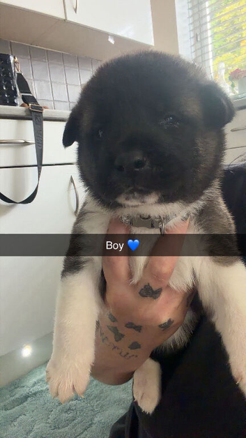 Beautiful American akitas