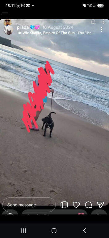 Female blue staffy