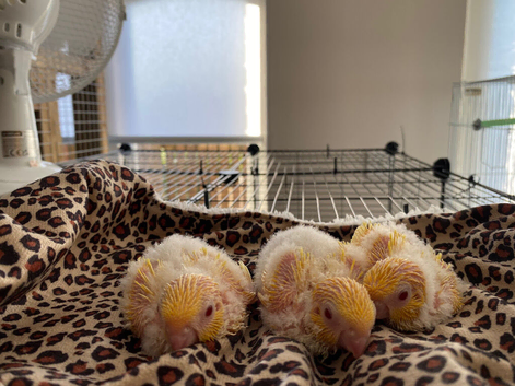 Baby handtame Lutino lineolated parakeets