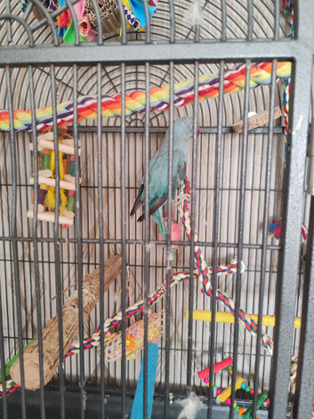 Female Indian ringneck just over a year old
