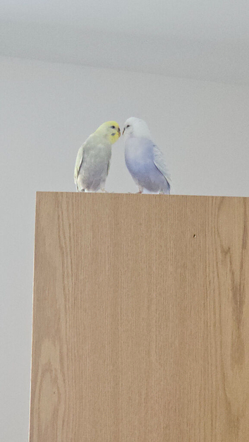 Pair of Budgies for rehoming