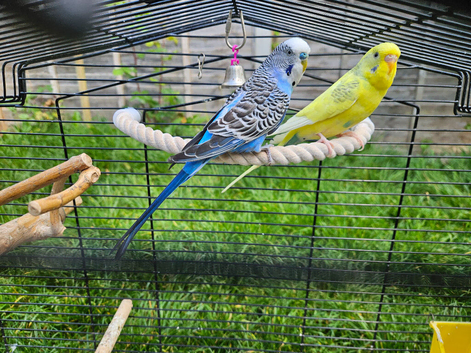 Budgies