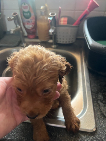 Cocker spaniel puppies