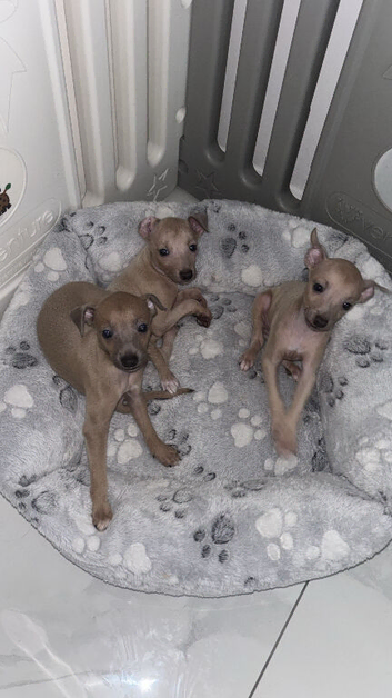 *ONLY 2 BOYS LEFT* KC Italian Greyhound Puppies