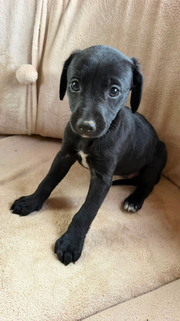 Collie bull greyhound puppies