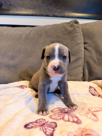 Staff puppies