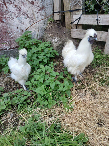 Beautiful Pair of White Silkie Bantams