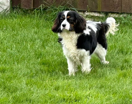 F1 cavapoos