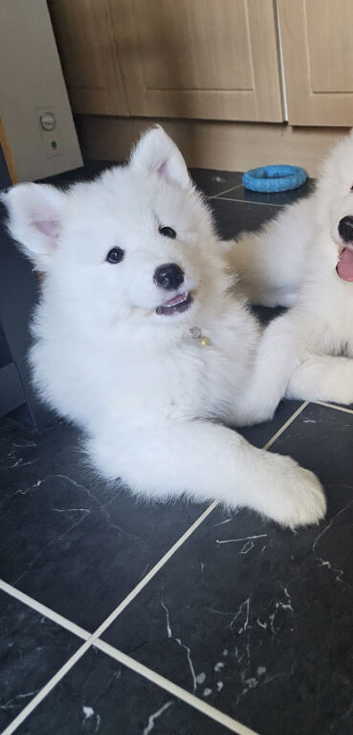 SAMOYED PUPPIES