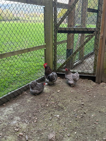 Pekin bantam trios.