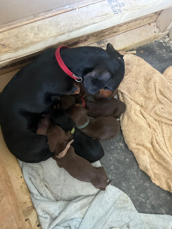 3 miniature dachshunds left