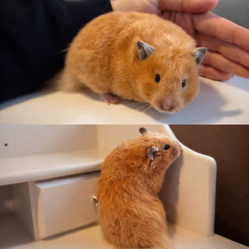 9 month old female syrian hamster.