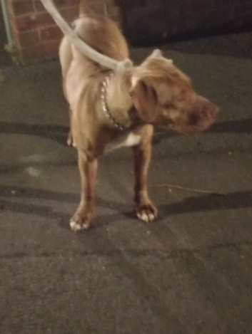 pink nose staffy tan colour