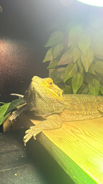 Bearded Dragon and Vivarium