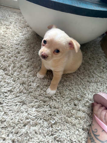 Chihuahuas