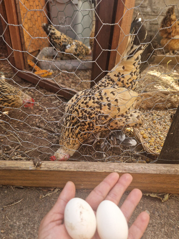 brahma eegs
