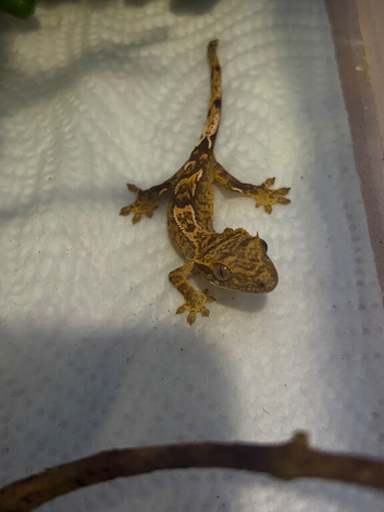 Crested geckos