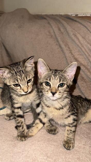 cross bengals ready for forever homes