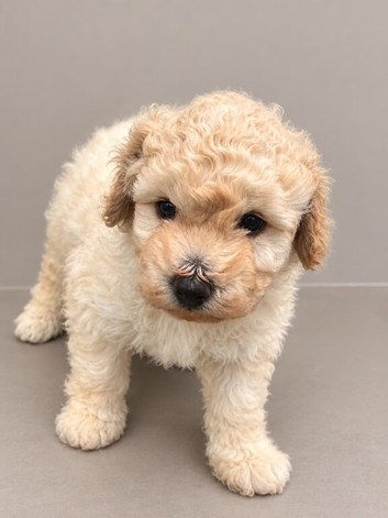 Poochon puppy looking for his forever home