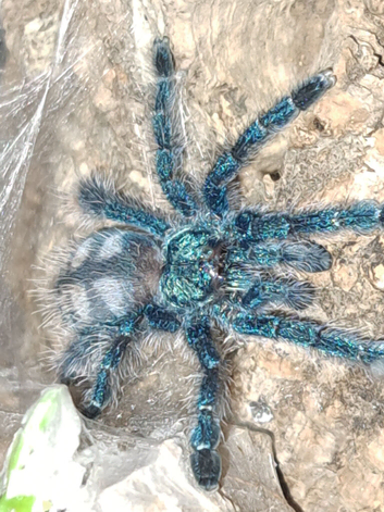 Assorted tarantulas / reptile enclosures and equipment