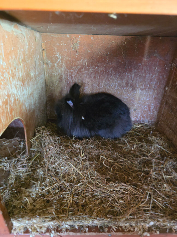 One girl rabbit for sale