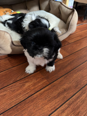 1 puppy male left
