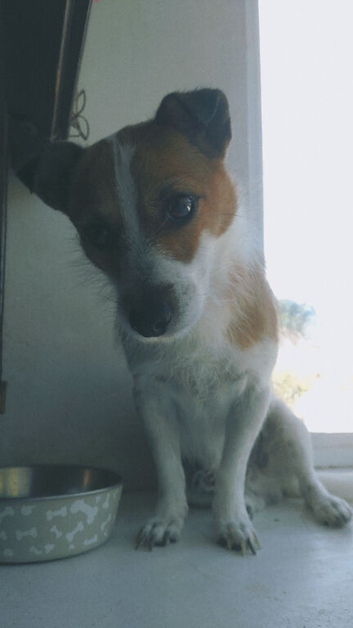 Jack Russel x Pomeranian age 3