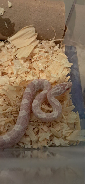 Baby corn snake