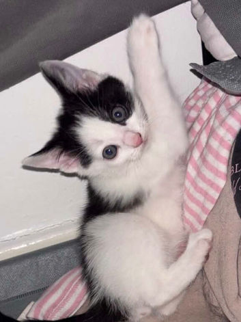Kittens