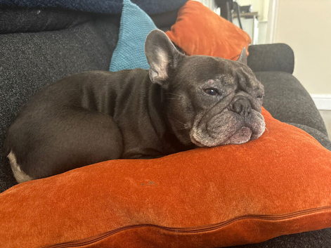 5 year old female Frenchie