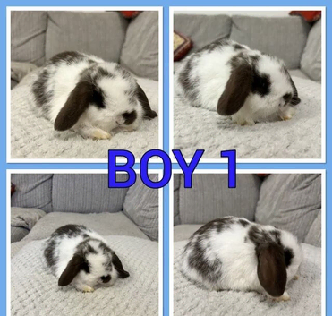 Pure mini lop babies
