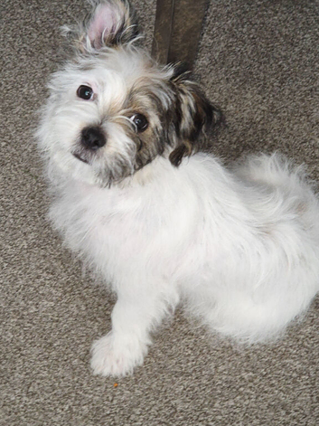 Shorkie