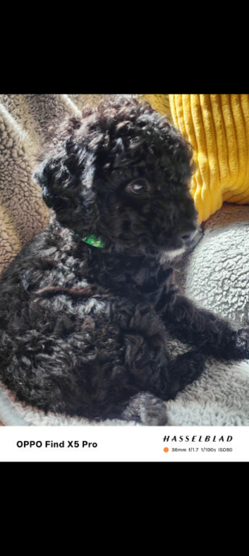 F1bb PRA clear cockapoo last boy remaining