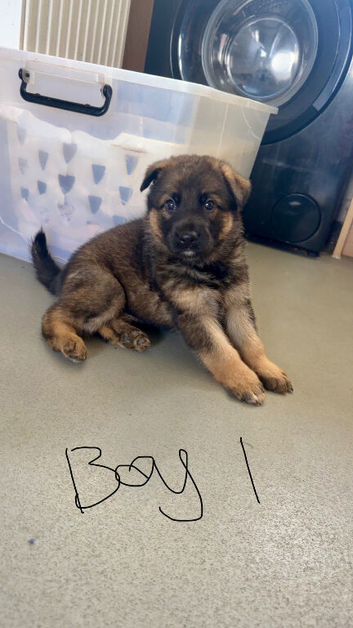 3 German Shepherd Puppies for sale