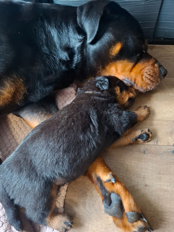 Beautiful pup's for sale