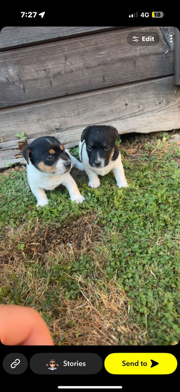 traditional Jack Russell puppies