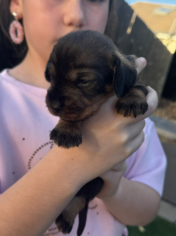 Full Teckle Pups