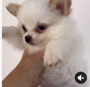 Last baby boy ready for his new forever home