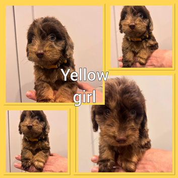 *Show* Cockapoo Ready To Leave Health Tested Pups
