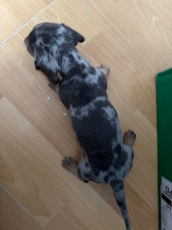 Dapple dachshund miniature