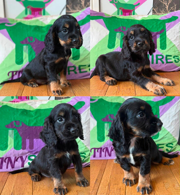 Kc Black and Tan boys only 17 dna health tested clear