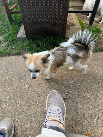 Pomchi boy for sale