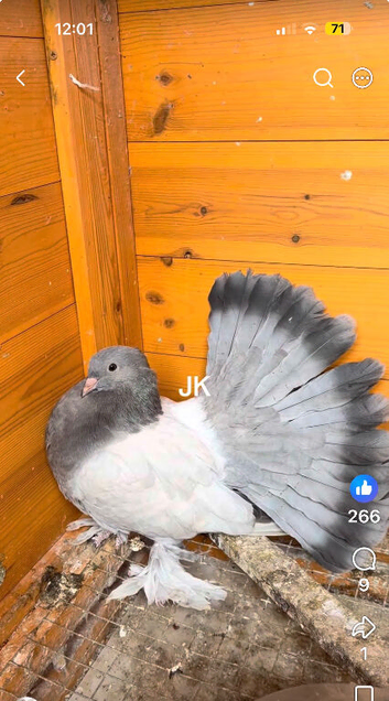 Indian fantails 2026 birds