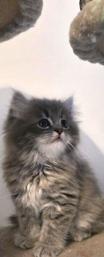 Persian cross Ragdoll