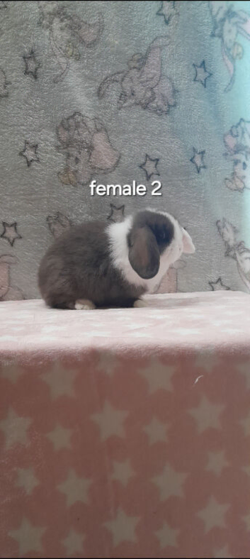 Stunning purebred mini lop rabbits