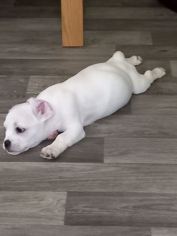 3 puppies French Cava Tzu