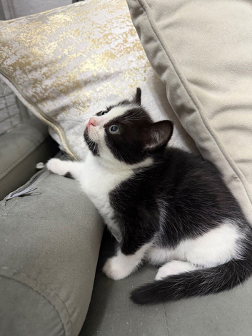 Exquisite Ragdoll / Turkish Angora Kittens &ndash; 8 Weeks Old | Blue-Eyed | Home-Raised
