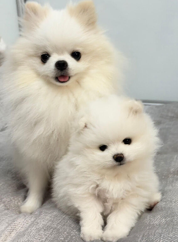 KC Registered Pomeranian Puppy